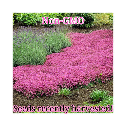 Pink creeping thyme seeds - creeping, |