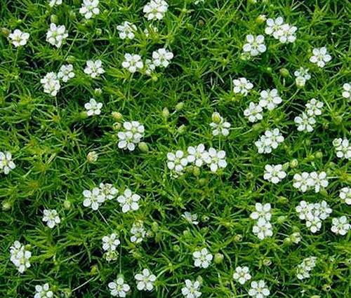 Irish moss pearlwort sagina - pearlwort,